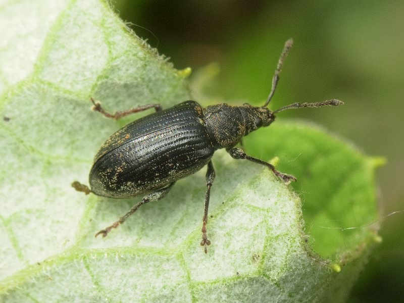 Phyllobius pyri (Linnaeus, 1758)